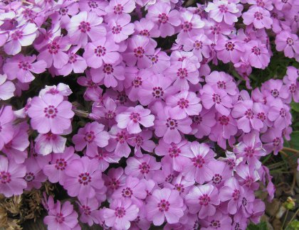 Phlox subulata 'Holly'